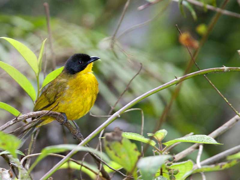 Endemic bird watching tour of Sri Lanka