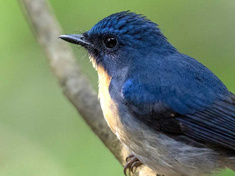 Endemic bird watching tour of Sri Lanka