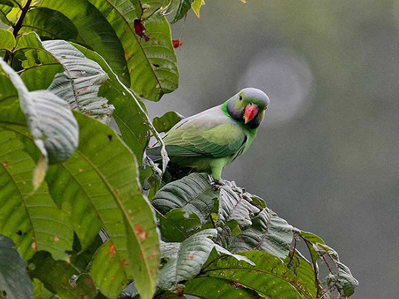 Endemic bird watching tour of Sri Lanka