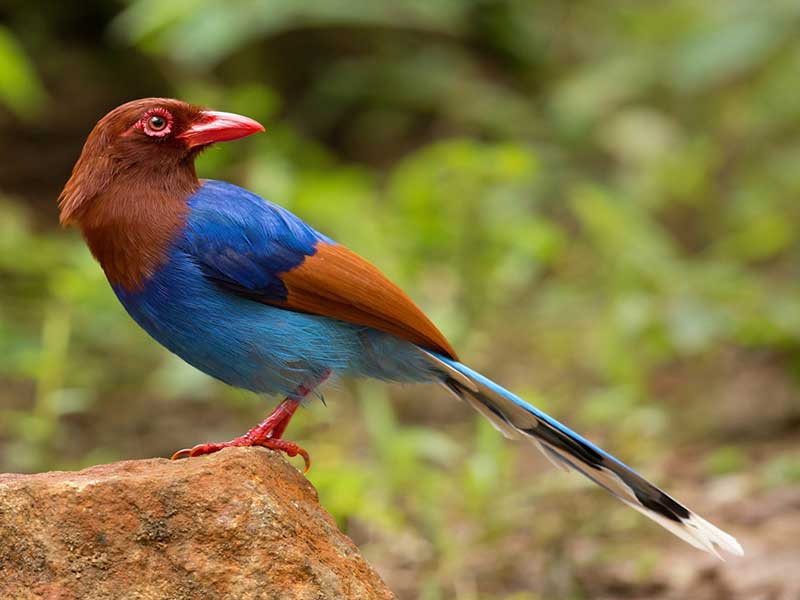 Endemic bird watching tour of Sri Lanka