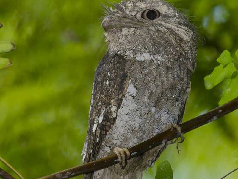 Endemic bird watching tour of Sri Lanka