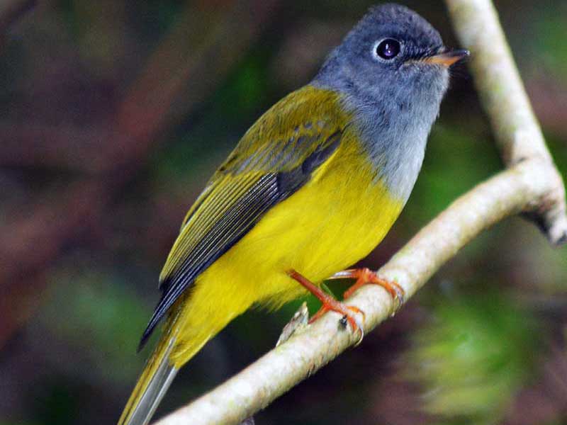Endemic bird watching tour of Sri Lanka