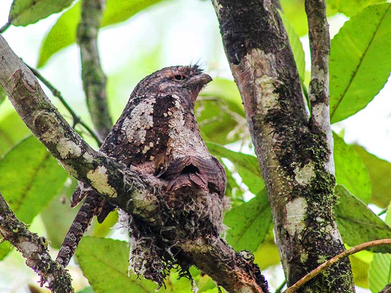 Endemic bird watching tour of Sri Lanka