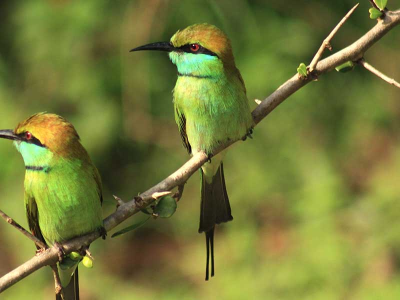 Endemic bird watching tour of Sri Lanka