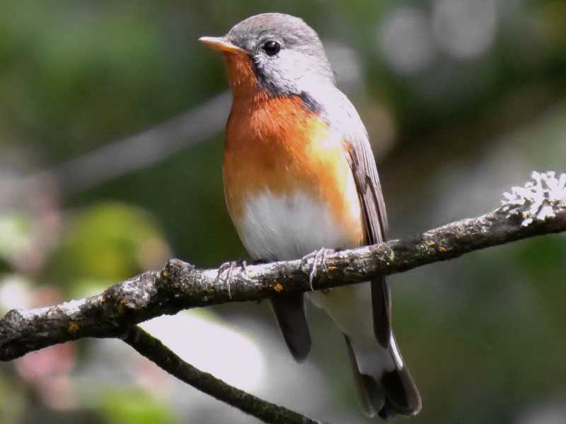 Endemic bird watching tour of Sri Lanka