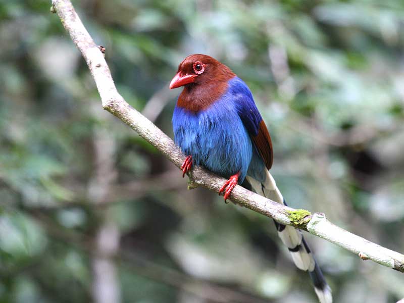 Endemic bird watching tour of Sri Lanka