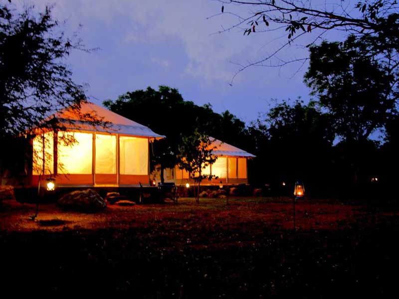 Endemic bird watching tour of Sri Lanka