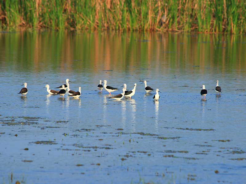 Endemic bird watching tour of Sri Lanka