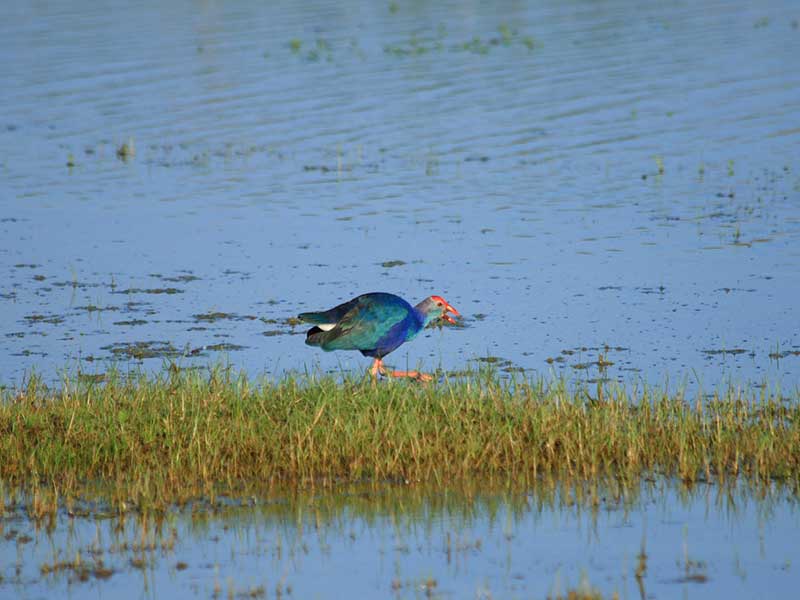Endemic bird watching tour of Sri Lanka
