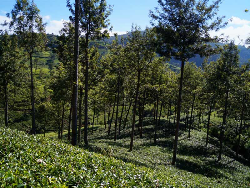 Luxury Holidays in Sri Lanka