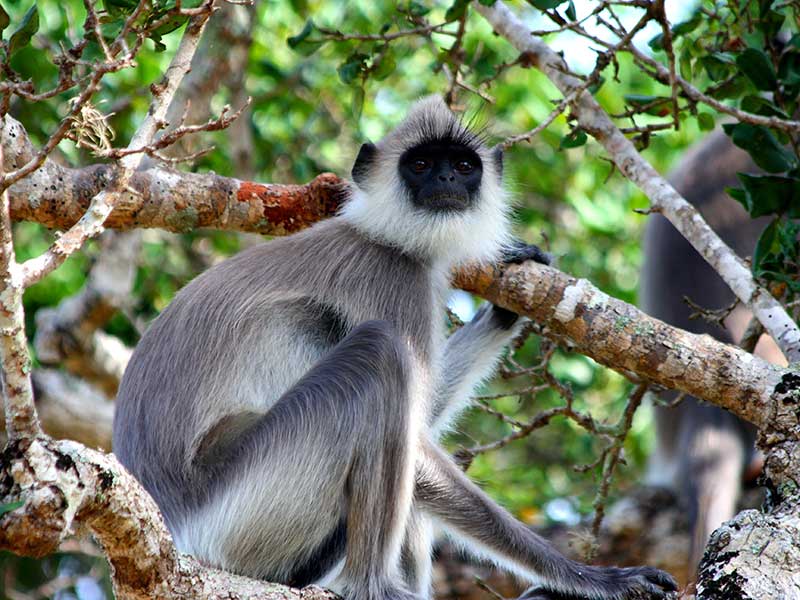 Luxury Holidays in Sri Lanka