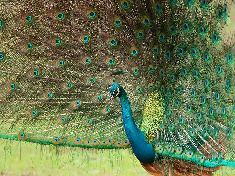 Sri Lanka Luxury Holiday Itineraries