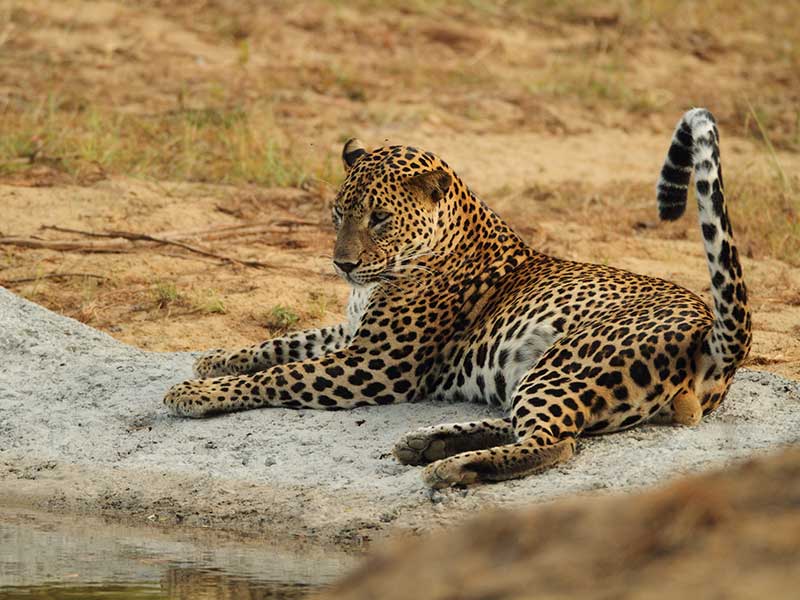 Sri Lanka Luxury Holiday Itineraries