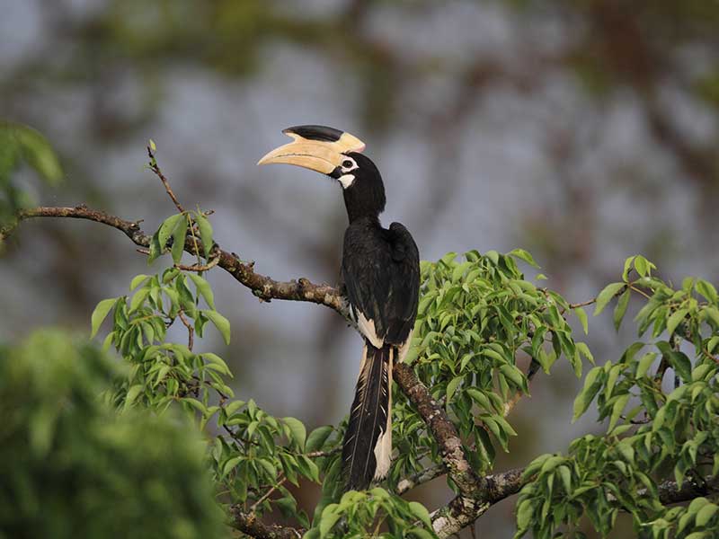 Sri Lanka Luxury Holiday Itineraries