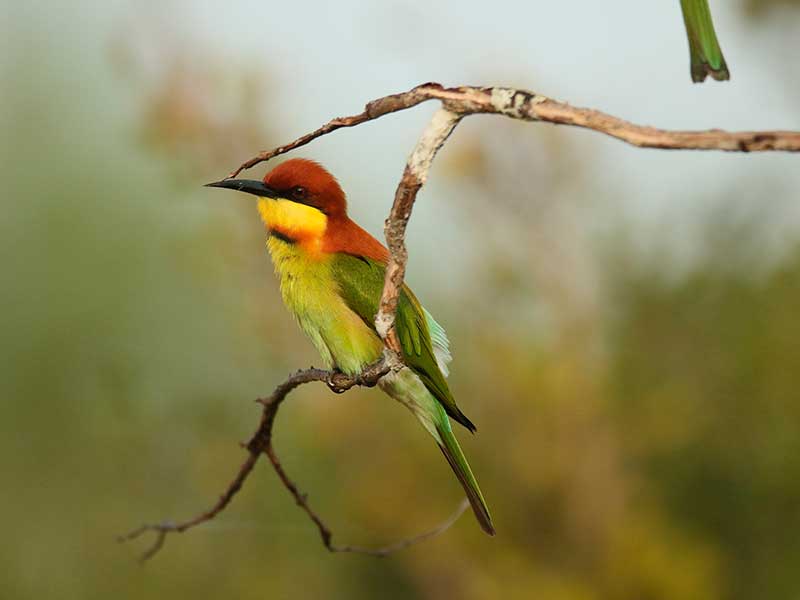 Sri Lanka Luxury Tours