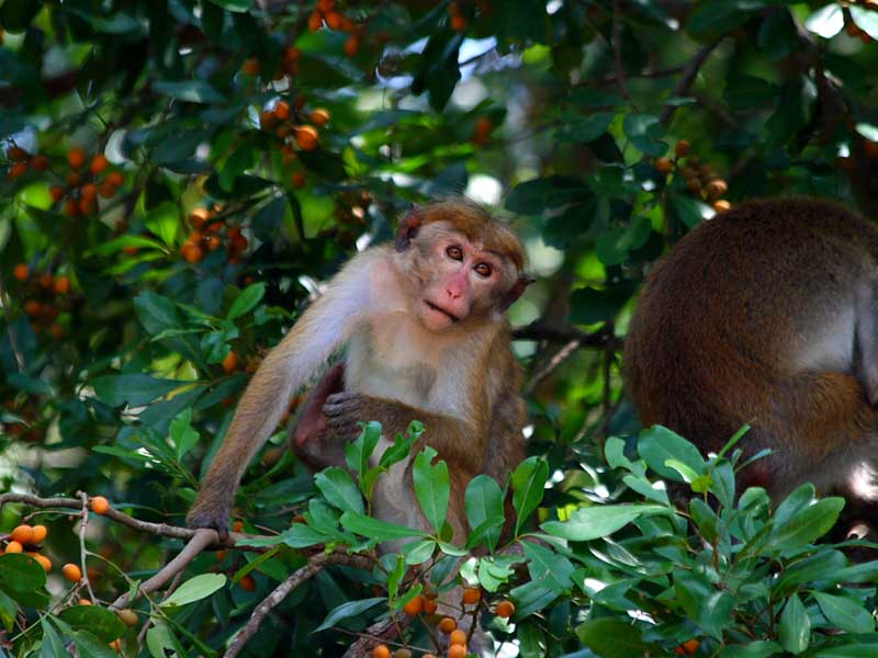 Luxury Holidays to Sri Lanka