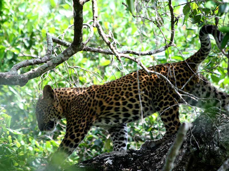 Luxury Holidays in Sri Lanka