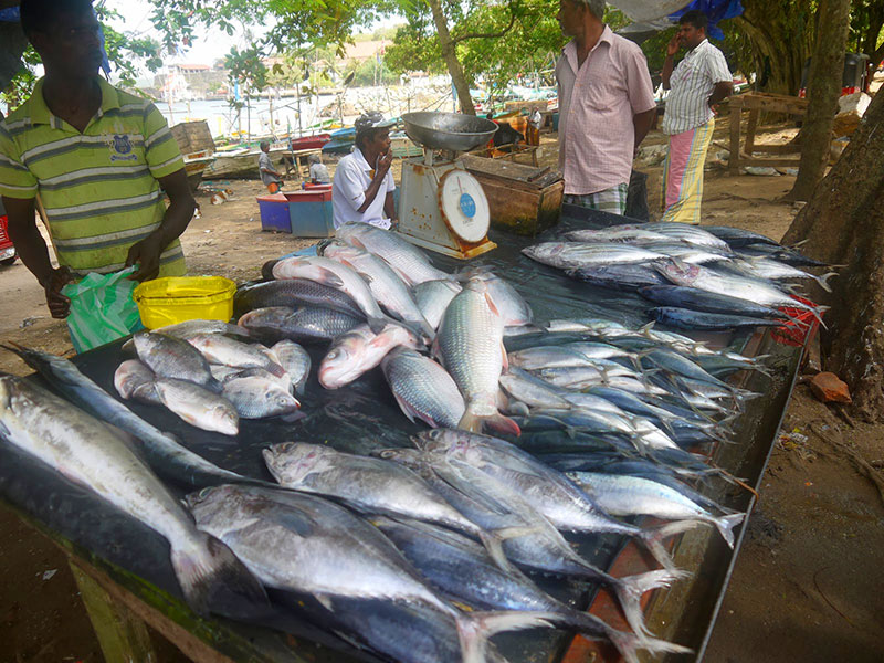 Cook and Dine in Galle