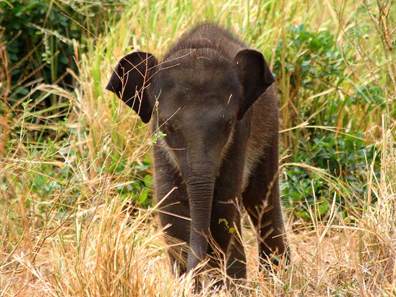 Afternoon Safari in Udawalawe National Park