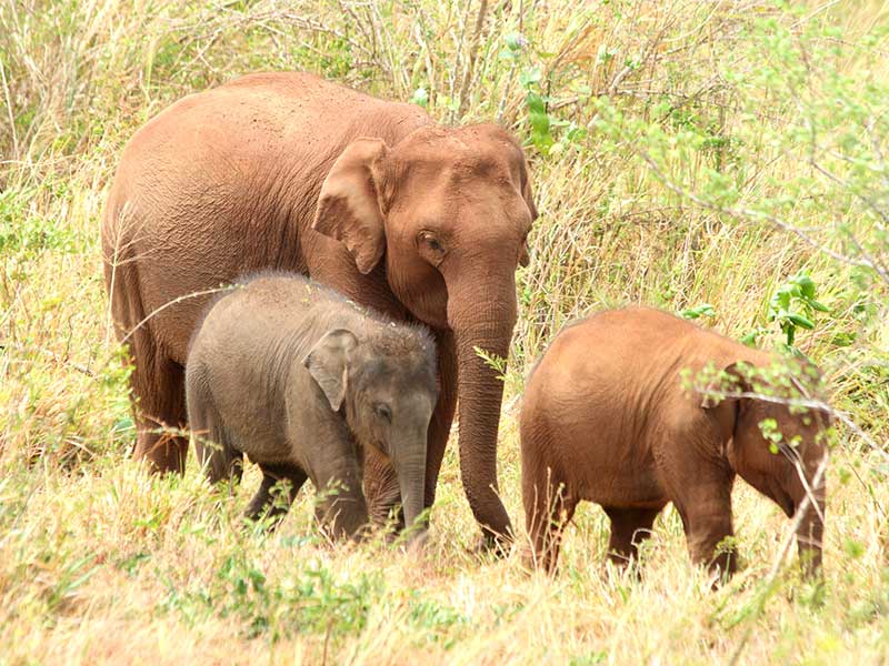 Afternoon Safari in Udawalawe National Park