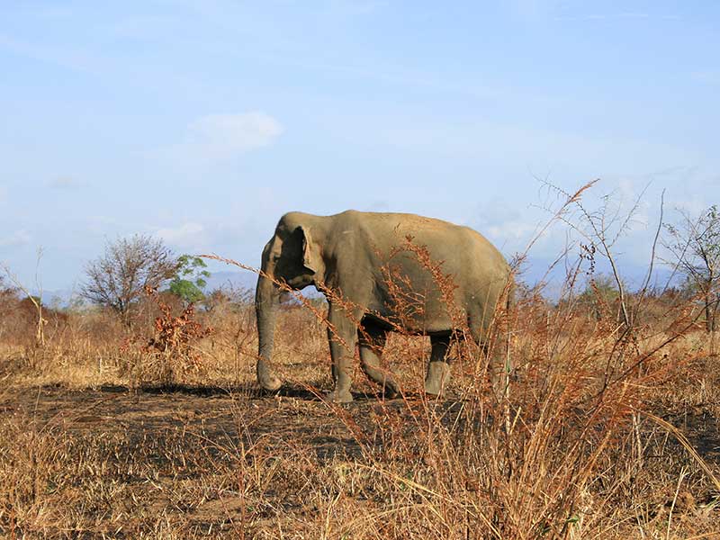 Afternoon Safari in Udawalawe National Park
