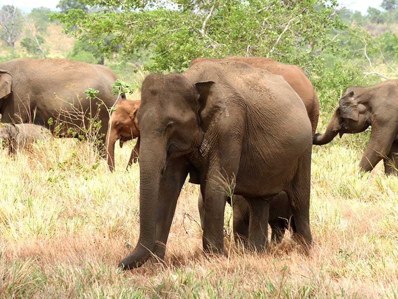 Afternoon Safari in Udawalawe National Park