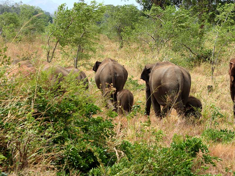 Afternoon Safari in Udawalawe National Park