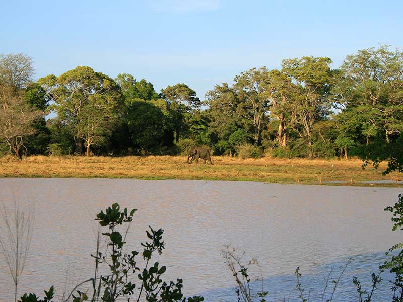 Afternoon Safari in Udawalawe National Park