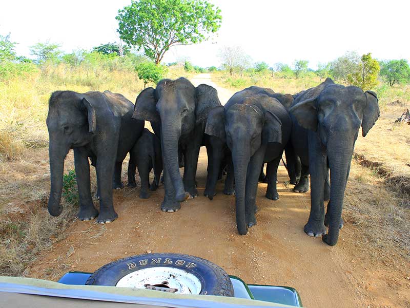 Afternoon Safari in Udawalawe National Park