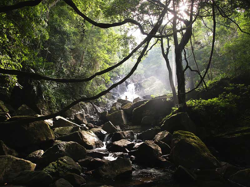 Sinharaja Trekking Day Tour