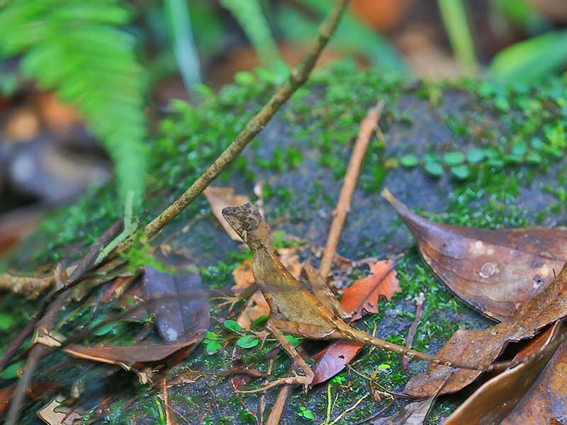Sinharaja Trekking Day Tour