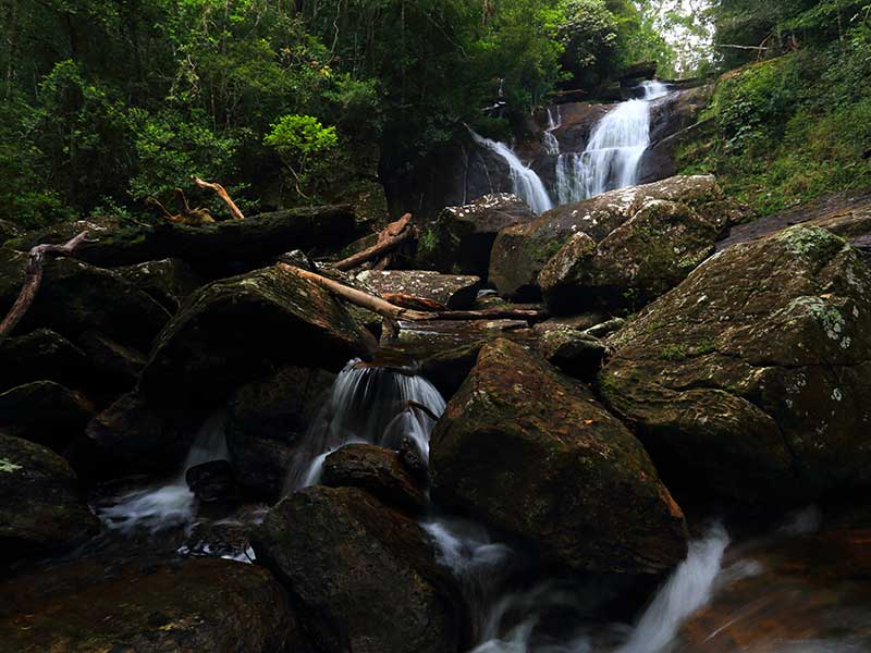 Sinharaja Trekking Day Tour