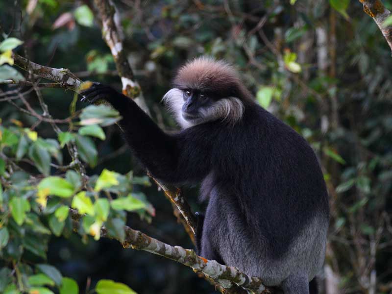 Sinharaja Trekking Day Tour