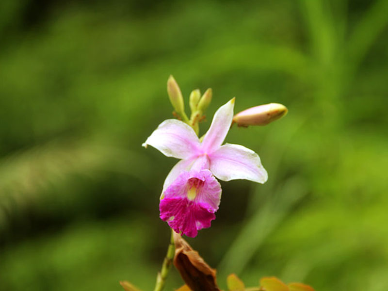 Sinharaja Trekking Day Tour