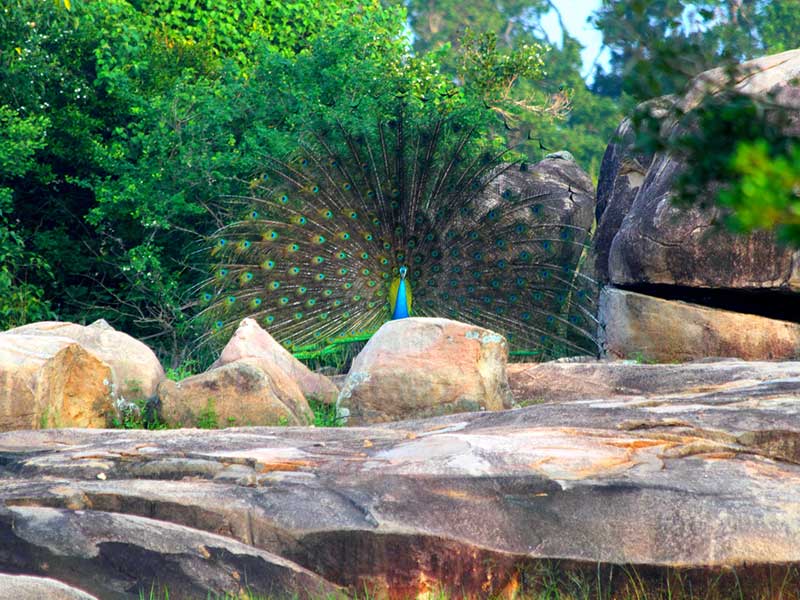 Afternoon Safari in Yala National Park