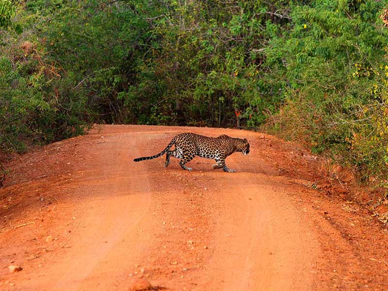 Afternoon Safari in Yala National Park