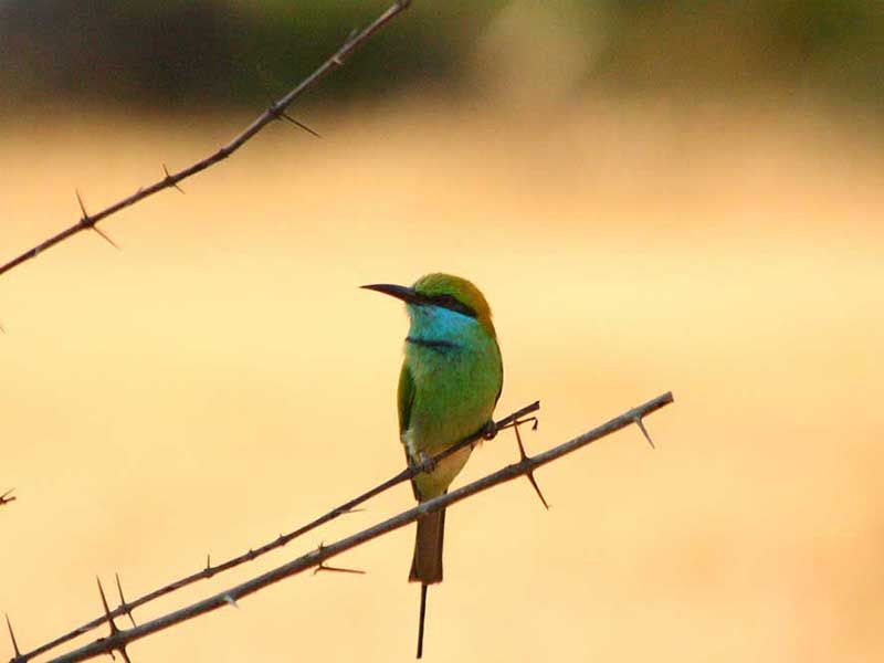 Afternoon Safari in Yala National Park