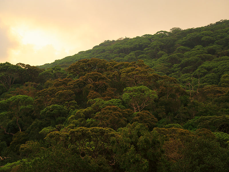 Sinharaja Rain Forest Day Tour