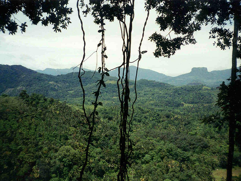 Sinharaja Rain Forest Day Tour