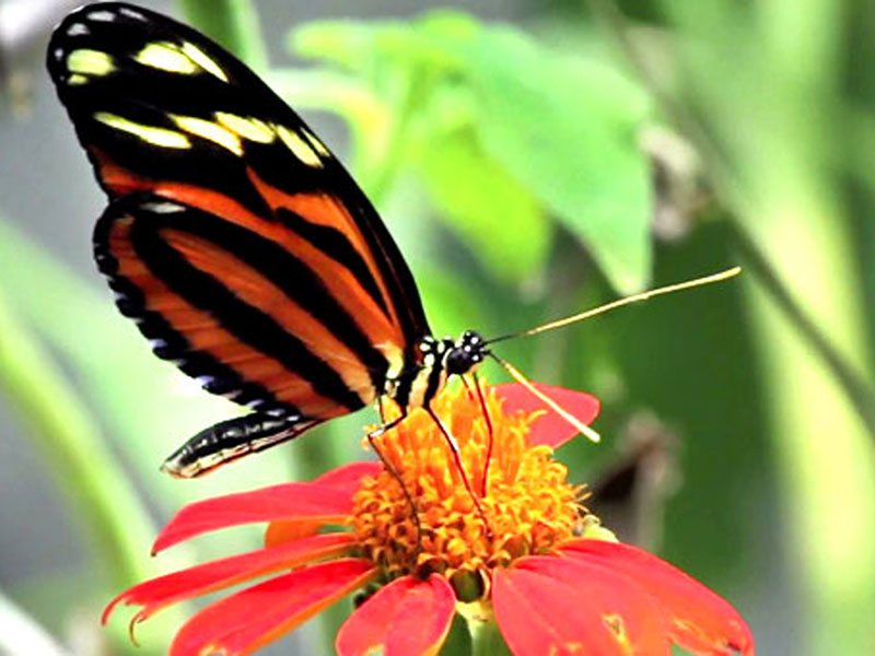 Sinharaja Rain Forest Day Tour