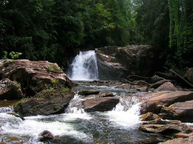 Sinharaja Rain Forest Day Tour