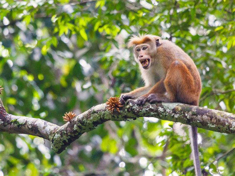 Sinharaja Rain Forest Day Tour