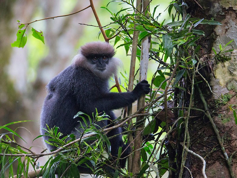 Sinharaja Rain Forest Day Tour