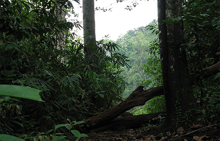 Trek through the country side and Trekking Trips in Sri Lanka - Trek through the Country Side and scenic trekking tours in Sri Lanka - Trek through the Country Side and trekking tours - Trekking Trips in bentota - Country Walk in Sri Lanka - Village Walk in Sri Lanka