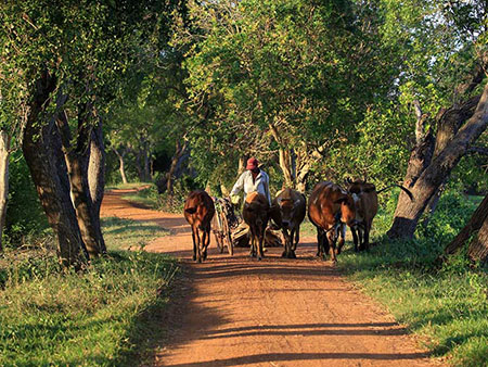 Culture trip in an Open Top Jeep with a villager followed by a home cooked lunch
