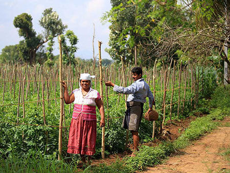 Village Tours in Sigiriya, Sigiriya and Habarana rural village walks, Village walks in Rural Villages, Village Tours in Sri Lanka, Walking tours in Sigiriya, Sigiriya Village Tours, Rural Village walking tours in Sigiriya and Habarana