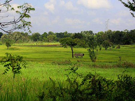 Village Tours in Sigiriya, Sigiriya and Habarana rural village walks, Village walks in Rural Villages, Village Tours in Sri Lanka, Walking tours in Sigiriya, Sigiriya Village Tours, Rural Village walking tours in Sigiriya and Habarana