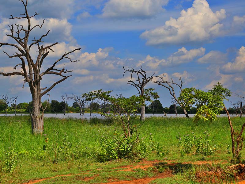 Farm Stay and Elephant watching in Sri Lanka