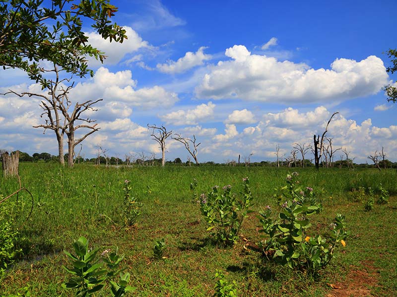 Farm Stay and Elephant watching in Sri Lanka