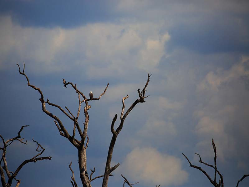 Farm Stay and Elephant watching in Sri Lanka